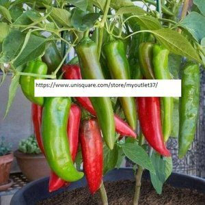 Anaheim Chile Hot Pepper Seeds - Vegetable Seeds - BOGO